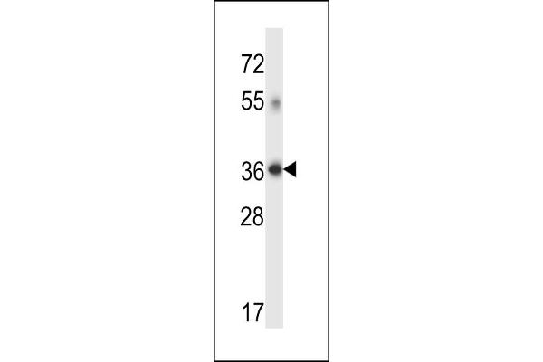 DHRS7C 抗体  (AA 116-145)