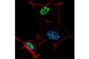 Immunofluorescence (IF) image for anti-Kruppel-Like Factor 4 (Gut) (KLF4) (AA 481-504) antibody (ABIN3028785)