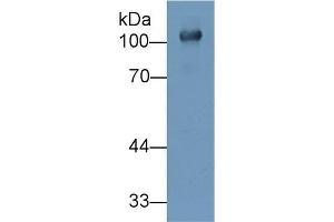 Western Blotting (WB) image for anti-Uromodulin (UMOD) (AA 32-151) antibody (ABIN7437641)