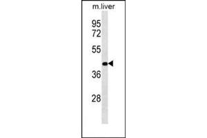 Western blot analysis of RASSF10 Antibody  in Mouse liver tissue lysates (35ug/lane). (RASSF10 抗体  (Middle Region))