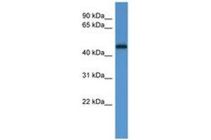 Image no. 1 for anti-Ligand Dependent Nuclear Receptor Corepressor (Lcor) (AA 203-252) antibody (ABIN6746691) (Lcor 抗体  (AA 203-252))