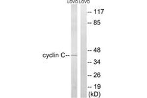 Western blot analysis of extracts from LOVO cells, using Cyclin C (Ab-275) Antibody. (Cyclin C 抗体  (AA 234-283))