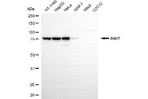 Western blotting analysis using IMMT antibody (ABIN7799039). (IMMT 抗体)