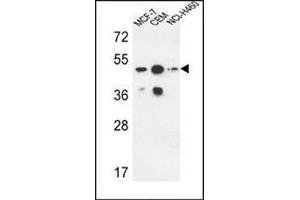 Western blot analysis using SGMS2 Antibody (C-term) Cat. (Sphingomyelin Synthase 2 抗体  (C-Term))