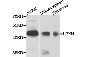 Western blot analysis of extracts of various cells, using LPXN antibody. (Leupaxin 抗体)