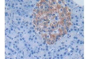 Detection of DDAH1 in Human Pancreas Tissue using Polyclonal Antibody to Dimethylarginine Dimethylaminohydrolase 1 (DDAH1)