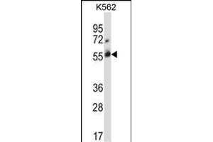 CBLC Antibody  (ABIN388072 and ABIN2845789) western blot analysis in K562 cell line lysates (35 μg/lane).