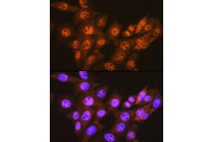 Immunofluorescence analysis of NIH-3T3 cells using PSM Rabbit mAb (ABIN7269599) at dilution of 1:100 (40x lens). (PSMA1 抗体)