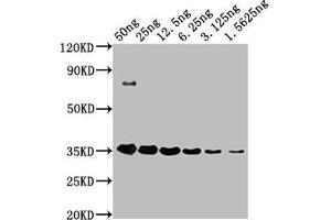 Western Blot Positive WB detected in: HA-tagged fusion protein at 50 ng, 25 ng, 12. (HA-Tag 抗体)