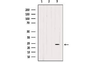 Western blot analysis of extracts from various samples, using BORG2 Antibody. (CDC42EP3 抗体  (Internal Region))
