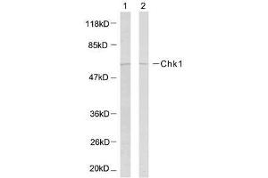 Western blot analysis of the extracts using Chk1 (Ab-317) antibody (E021114). (CHEK1 抗体)