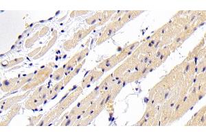Detection of BMP2 in Rabbit Cardiac Muscle Tissue using Polyclonal Antibody to Bone Morphogenetic Protein 2 (BMP2) (BMP2 抗体  (AA 284-388))