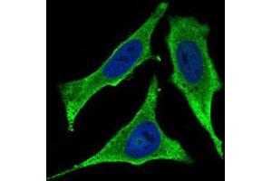 Immunofluorescence (IF) image for anti-CD93 (CD93) (AA 474-535) antibody (ABIN1724908)