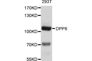 Western blot analysis of extracts of 293T cells, using DPP6 antibody (ABIN4903506) at 1:1000 dilution. (DPP6 抗体)