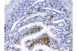 IHC testing of FFPE rat intestine with DHODH antibody at 1ug/ml. (DHODH 抗体  (AA 132-173))