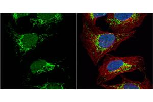 Immunofluorescence (IF) image for anti-Citrate Synthase (CS) antibody (ABIN2856769)