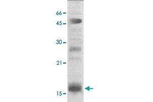 The nuclear extract derived from HeLa were immunoprecipitated by 4 ug of HIST2H3C polyclonal antibody , then probed with HIST2H3C polyclonal antibody at 1 : 1000. (Histone Cluster 2, H3c (HIST2H3C) (N-Term) 抗体)