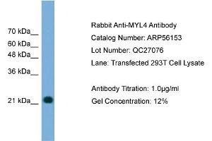 Western Blotting (WB) image for anti-Myosin Light Chain 4, Alkali, Atrial, Embryonic (MYL4) (N-Term) antibody (ABIN2786542)