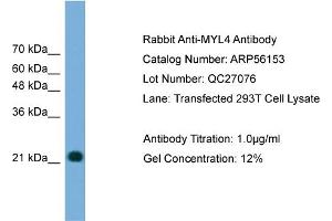 WB Suggested Anti-MYL4  Antibody Titration: 0. (MYL4 抗体  (N-Term))
