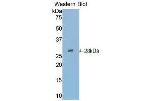Western Blotting (WB) image for anti-Sialic Acid Binding Ig-Like Lectin 5 (SIGLEC5) (AA 147-335) antibody (ABIN1860553)