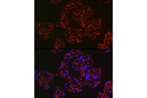 Immunofluorescence analysis of human placenta using WNT2 Rabbit pAb (ABIN6134457, ABIN6150238, ABIN6150240 and ABIN6217609) at dilution of 1:250 (40x lens). (WNT2 抗体  (AA 1-100))