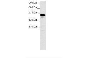 Image no. 3 for anti-Nuclear Transcription Factor Y, alpha (NFYA) (C-Term) antibody (ABIN6735785) (NFYA 抗体  (C-Term))
