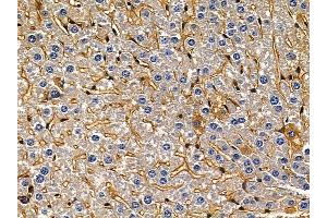 ABIN7094020 and ABIN7098064 at 1/100 staining mouse liver tissue by IHC-P. (TIMM17A 抗体  (C-Term))