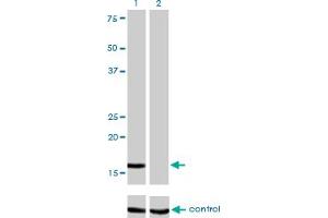 Western blot analysis of NME2 over-expressed 293 cell line, cotransfected with NME2 Validated Chimera RNAi (Lane 2) or non-transfected control (Lane 1). (NME2 抗体  (AA 1-152))