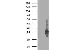 HEK293T cells were transfected with the pCMV6-ENTRY control (Left lane) or pCMV6-ENTRY CXorf26 (Right lane) cDNA for 48 hrs and lysed. (CXorf26 抗体)