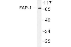 Image no. 1 for anti-Protein tyrosine Phosphatase, Non-Receptor Type 13 (APO-1/CD95 (Fas)-Associated Phosphatase) (PTPN13) antibody (ABIN265414) (PTPN13 抗体)