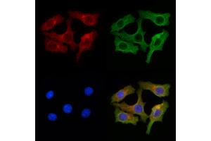 ABIN7094658 and ABIN7098709 staining Hela cells by IF/ICC.
