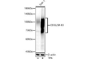 Western blot analysis of extracts of THP-1 cells, using CD36/SR-B3 antibody (ABIN6132248, ABIN6138173, ABIN6138174 and ABIN6221473) at 1:810 dilution. (CD36 抗体  (AA 30-270))