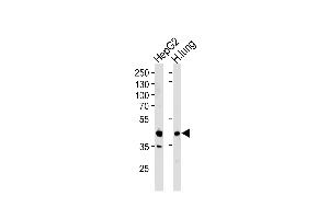 Western blot analysis of lysates from HepG2 cell line and human lung tissue lysates (from left to right), using RAGE Antibody (Center) (ABIN390897 and ABIN2841104). (RAGE 抗体  (AA 206-234))