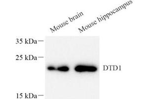 Western blot analysis of DTD1 (ABIN7073688),at dilution of 1: 1000 (DTD1 抗体)