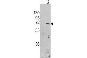 Western Blotting (WB) image for anti-Protein Kinase, AMP-Activated, alpha 1 Catalytic Subunit (PRKAA1) (AA 474-502) antibody (ABIN3032382)