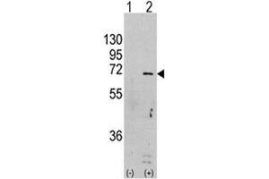 Western blot analysis of AMPK antibody and 293 cell lysate (2 ug/lane) either nontransfected (Lane 1) or transiently transfected with the PRKAA1 gene (2). (PRKAA1 抗体  (AA 474-502))