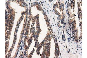 Image no. 1 for anti-Striatin Interacting Protein 1 (STRIP1) antibody (ABIN1498205) (STRIP1 抗体)