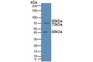 Western blot analysis of Human HeLa cells. (RFTN1 抗体  (AA 288-520))