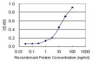 Detection limit for recombinant GST tagged CTBP1 is 0. (CTBP1 抗体  (AA 1-429))