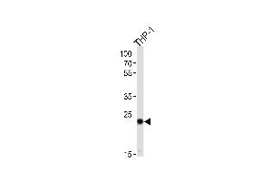 Western blot analysis of lysate from THP-1 cell line, using PYCARD Antibody (C-term) (ABIN657783 and ABIN2846757). (PYCARD 抗体  (C-Term))