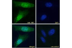 ABIN5539883 Immunofluorescence analysis of paraformaldehyde fixed NIH3T3 cells, permeabilized with 0. (RIF1 抗体  (C-Term))
