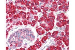 Anti-SHQ1 antibody IHC staining of human pancreas. (SHQ1 抗体  (N-Term))