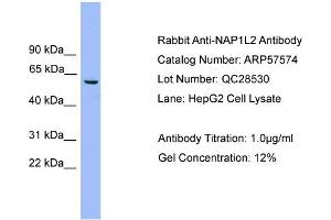 WB Suggested Anti-NAP1L2  Antibody Titration: 0. (NAP1L2 抗体  (Middle Region))