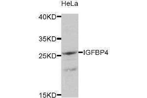 Western Blotting (WB) image for anti-Insulin-Like Growth Factor Binding Protein 4 (IGFBP4) antibody (ABIN1875429) (IGFBP4 抗体)