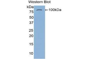 Western blot analysis of the recombinant protein. (Transglutaminase 2 抗体  (AA 1-687))