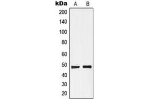 Western blot analysis of GPR19 expression in MCF7 (A), Raji (B) whole cell lysates.