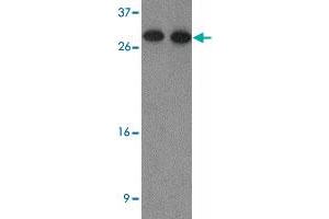 Western blot analysis of HDGF2 in human testis tissue lysate with HDGF2 polyclonal antibody  at (1) 0. (HDGFRP2 抗体  (N-Term))