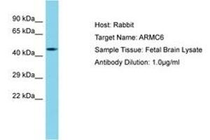 Image no. 1 for anti-Armadillo Repeat Containing 6 (ARMC6) (AA 157-206) antibody (ABIN6750737) (ARMC6 抗体  (AA 157-206))