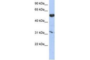 Image no. 1 for anti-Cytochrome P450, Family 4, Subfamily X, Polypeptide 1 (CYP4X1) (AA 287-336) antibody (ABIN6743879) (CYP4X1 抗体  (AA 287-336))