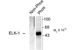 Western blots of recombinant Elk-1 showing specific immunolabeling of the ~46k Elk-1 phosphorylated at Ser383 (Phos). (ELK1 抗体  (pSer383))